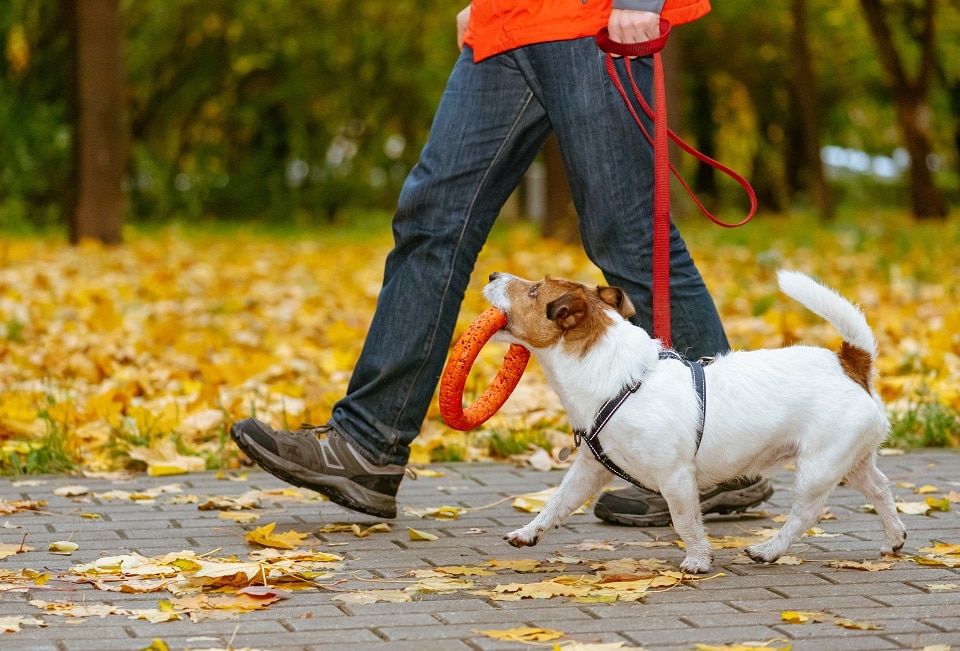 Animal Choisir le meilleur moment pour la promenade  du chien 